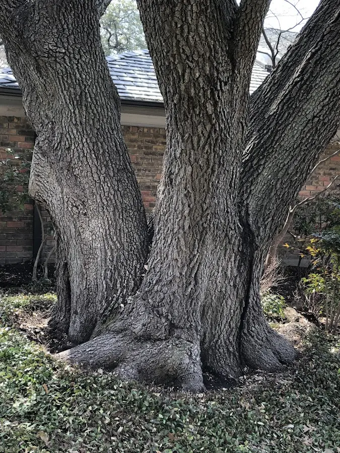 Mature heritage tree close to a Letha property cared for by certified arborists